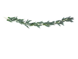 Girlander Willow pileblader 2m grønn